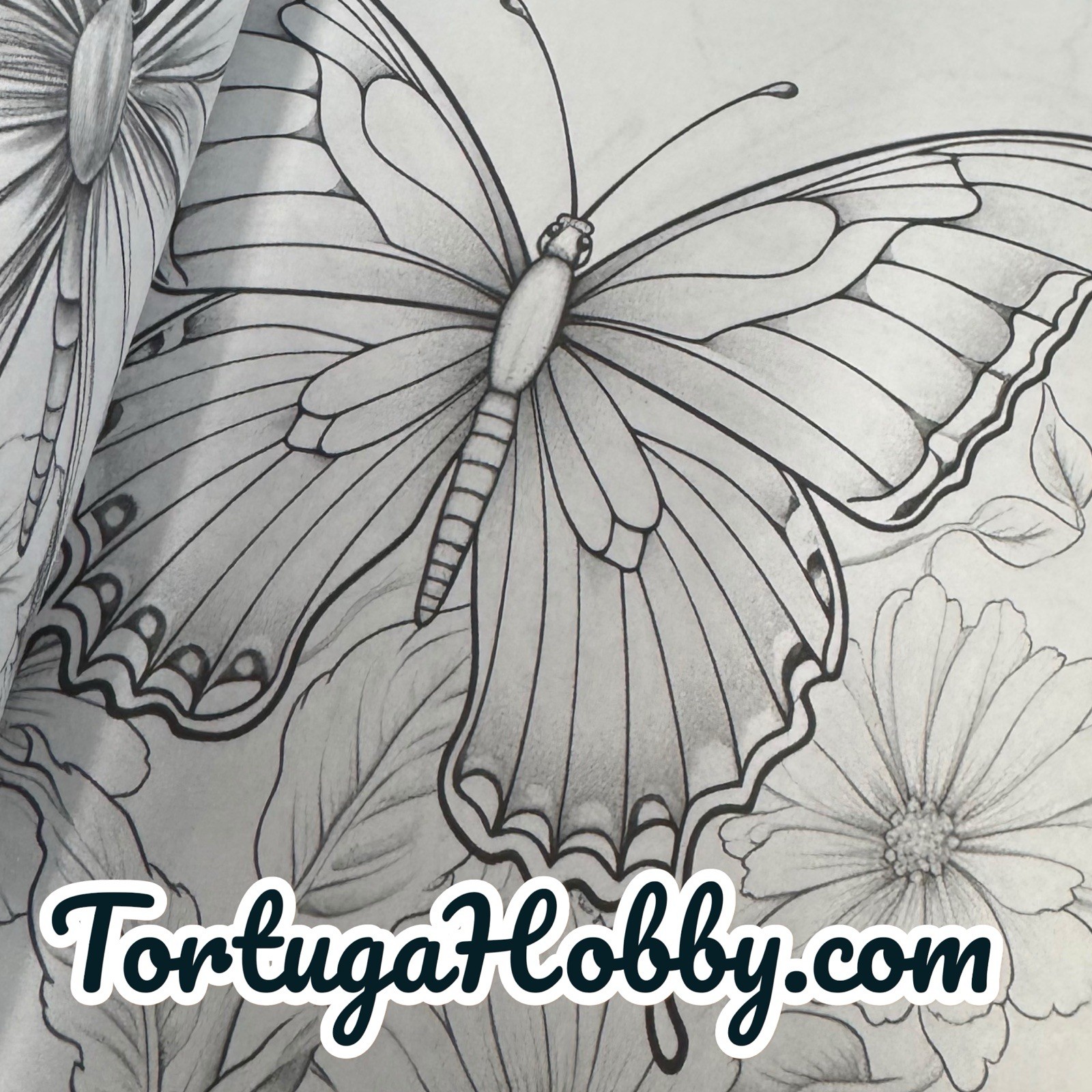 The World Of Butterflies – Adult Coloring Book – Coloring Book. 100+ Pages.