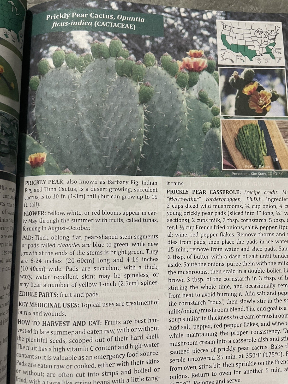 The Forager&rsquo;s Guide to Wild Foods North American Edition 2021 Nicole Apelian