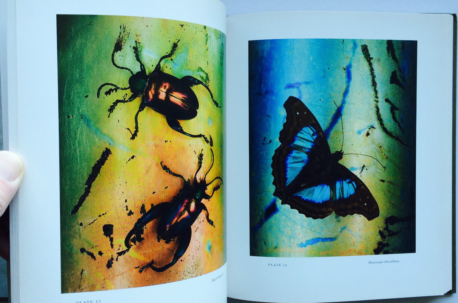 2008 THEATER of INSECTS Jo Whaley hb/128pp/ART – BUTTERFLIES – INSECTS – UNIQUE