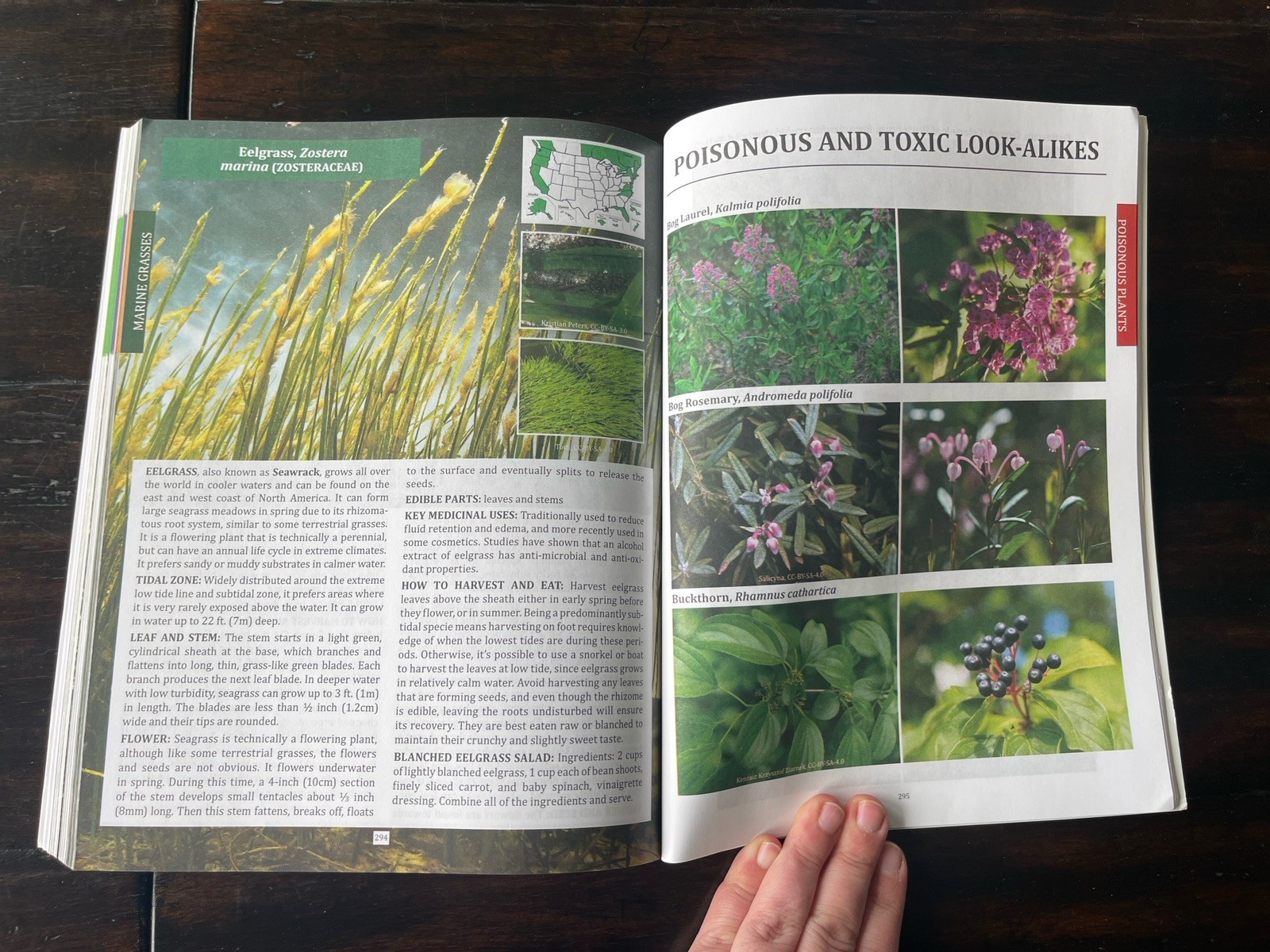 The Forager&rsquo;s Guide to Wild Foods North American Edition by Nicole Apelian