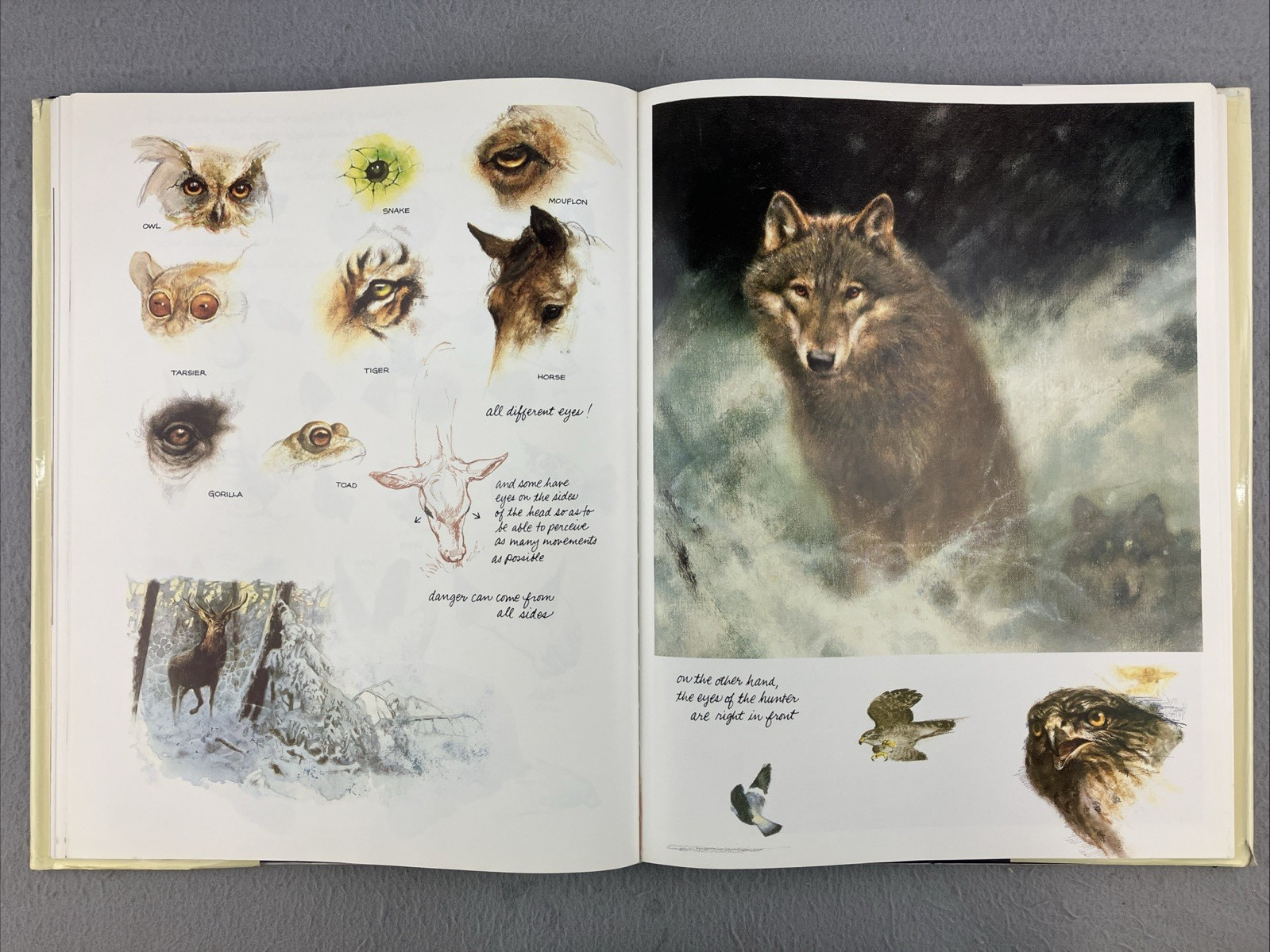NOAH&rsquo;S ARK English Edition by Rien Poortvliet Illustrated Oversized HC/DJ