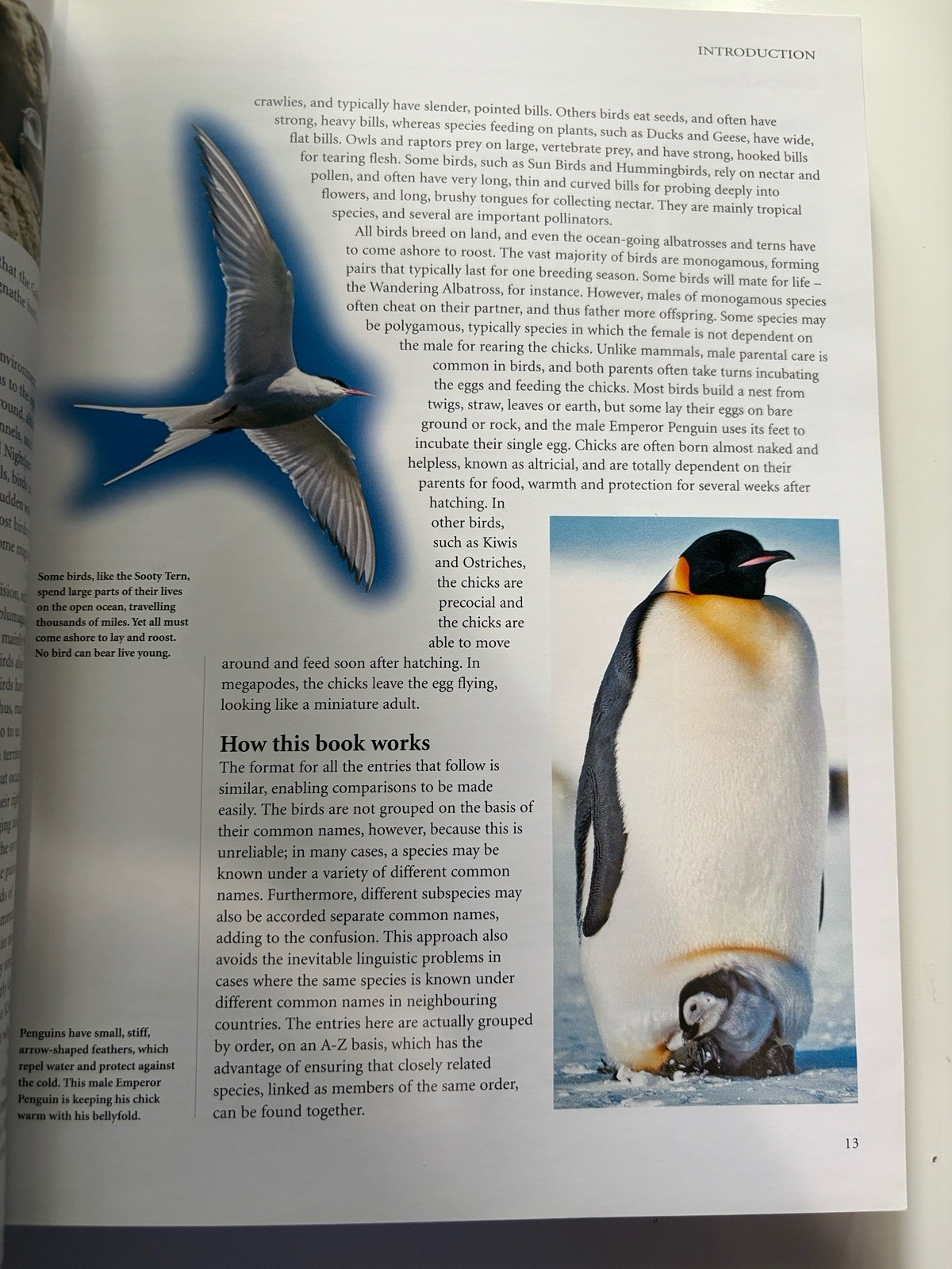 Encyclopedia of Birds: 400 Species from Around the World 448 Pages 9&Prime;x12&Prime;