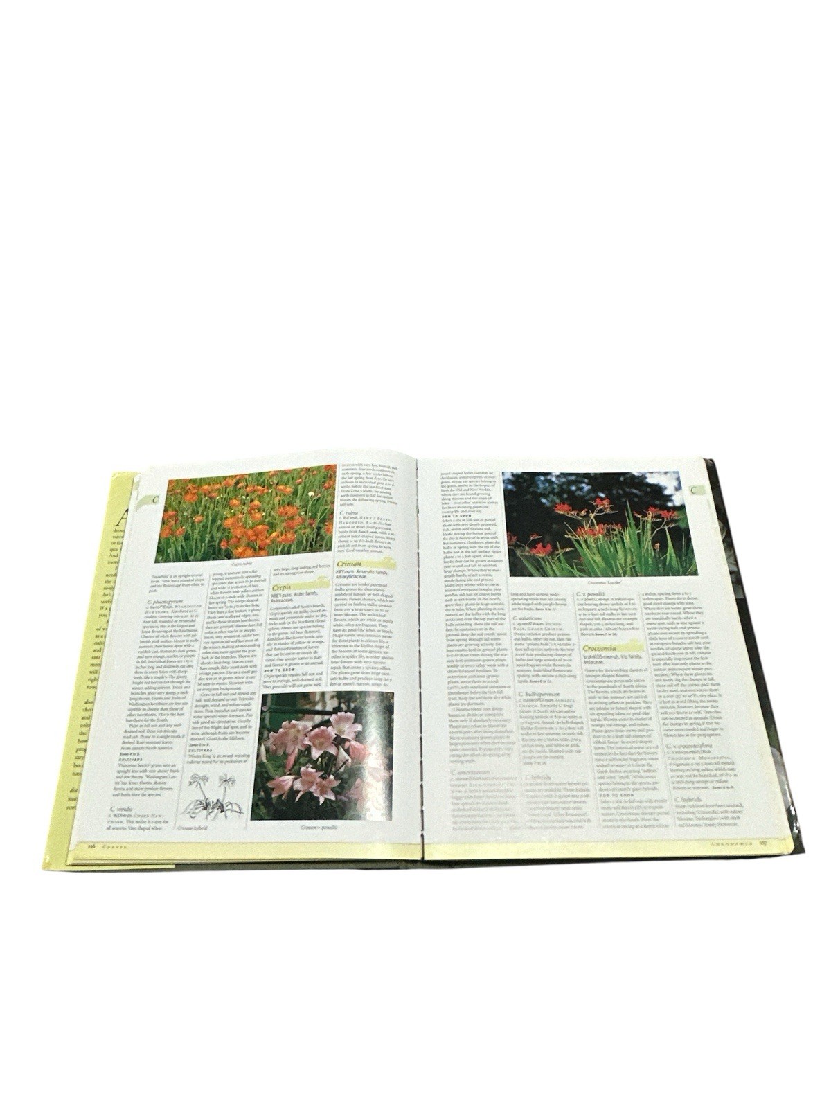 Taylor&rsquo;s Encyclopedia of Garden Plants (Taylor&rsquo;s Guides) by Frances Tenenbaum