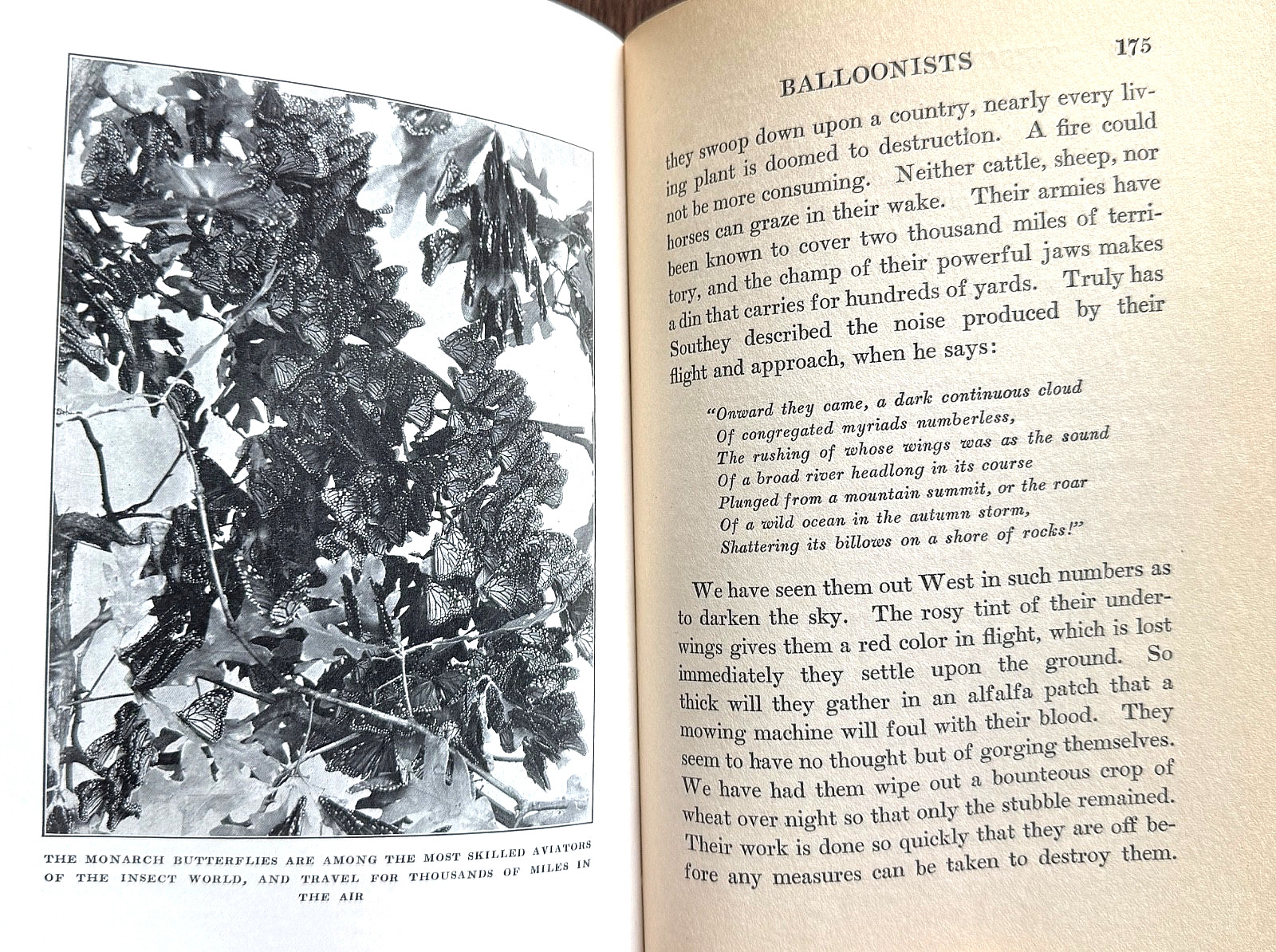 1924 1st Ed PERSONALITY of INSECTS by R. Dixon & B. Eddy HB/247pp/ILLUSTRATED