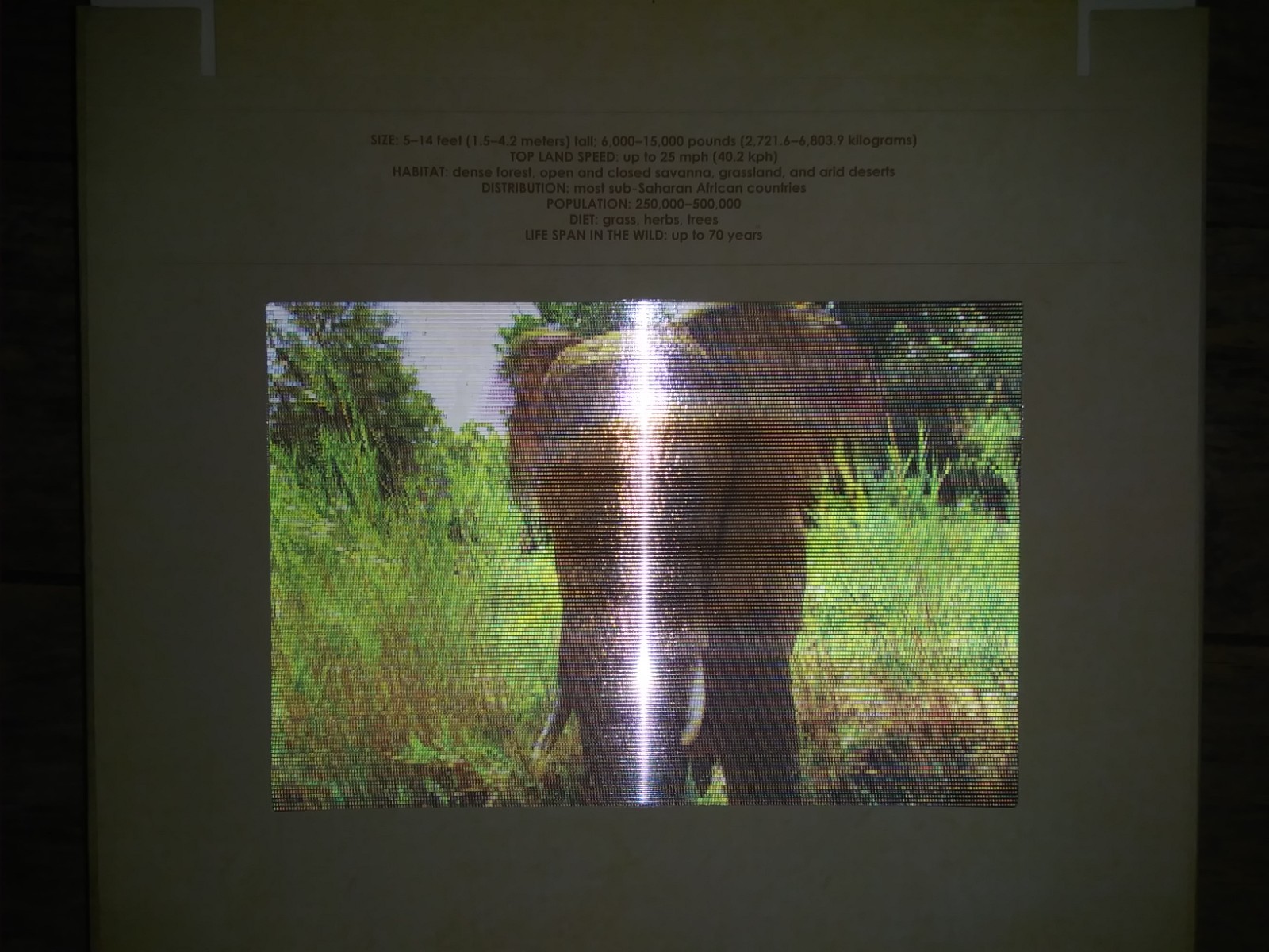 Safari: A Photicular Book – 3D Moving Pics of African Animals Educational Guide