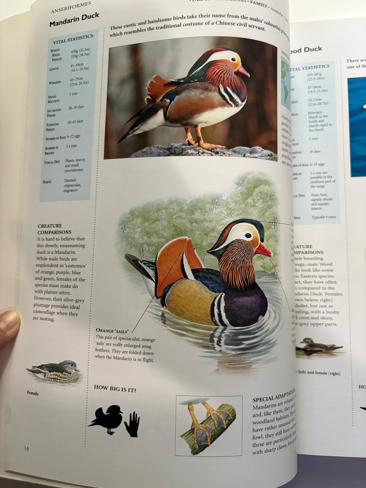 Encyclopedia of Birds: 400 Species from Around the World 448 Pages 9&Prime;x12&Prime;