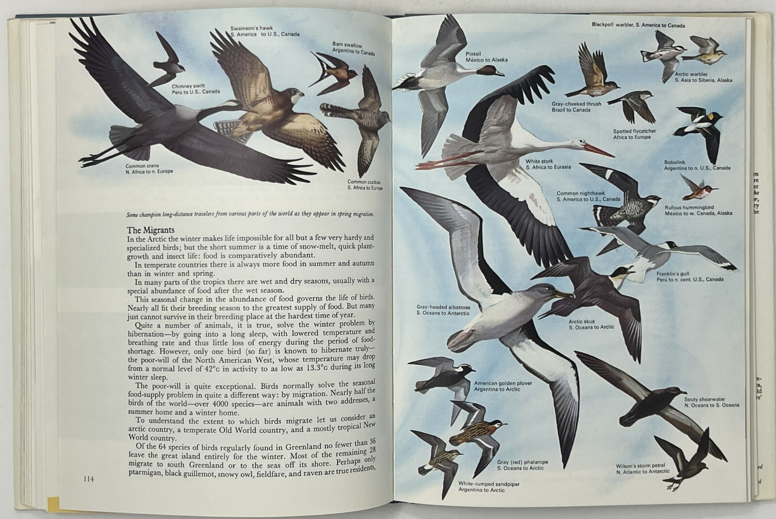 World Of Birds: New & Revised Ed. by James Fisher & Roger Tory Peterson HC w/ DJ