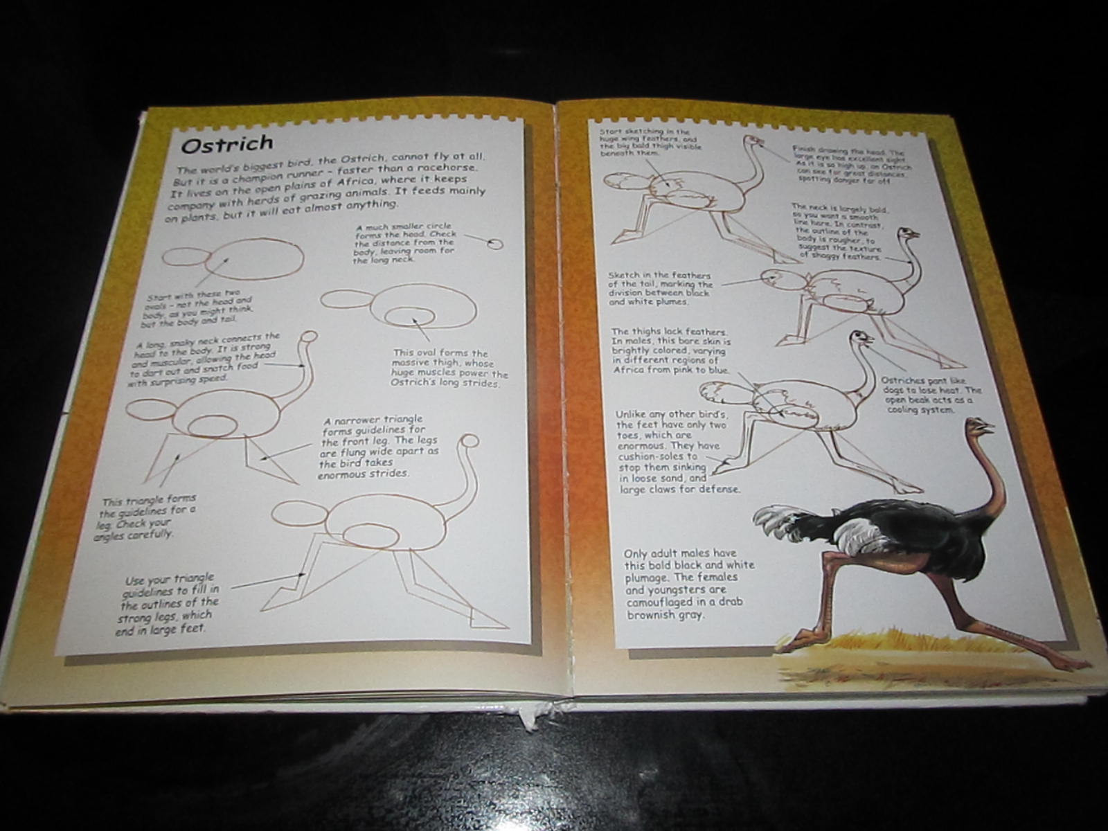 Terry Longhurst « I Can Draw.. » Youth Young Adult Book Art Artwork Animals People