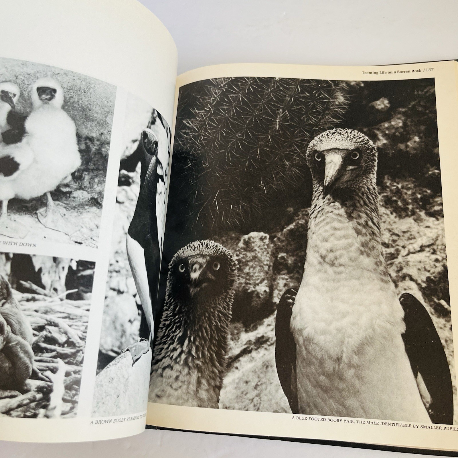 Vintage « The American Wilderness » Time Life Books Collection 1973 Lot of 7