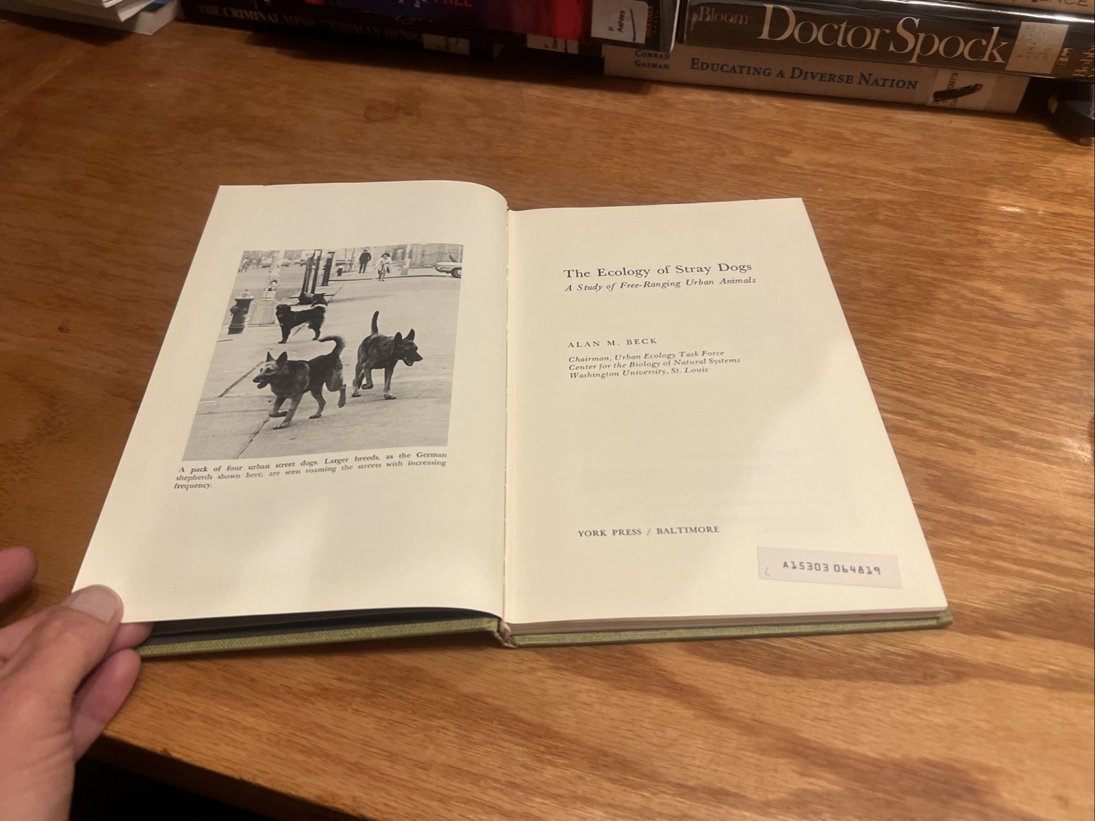 The Ecology of Stray Dogs: Study of Free-Ranging Urban Animals by Beck 1973 HC