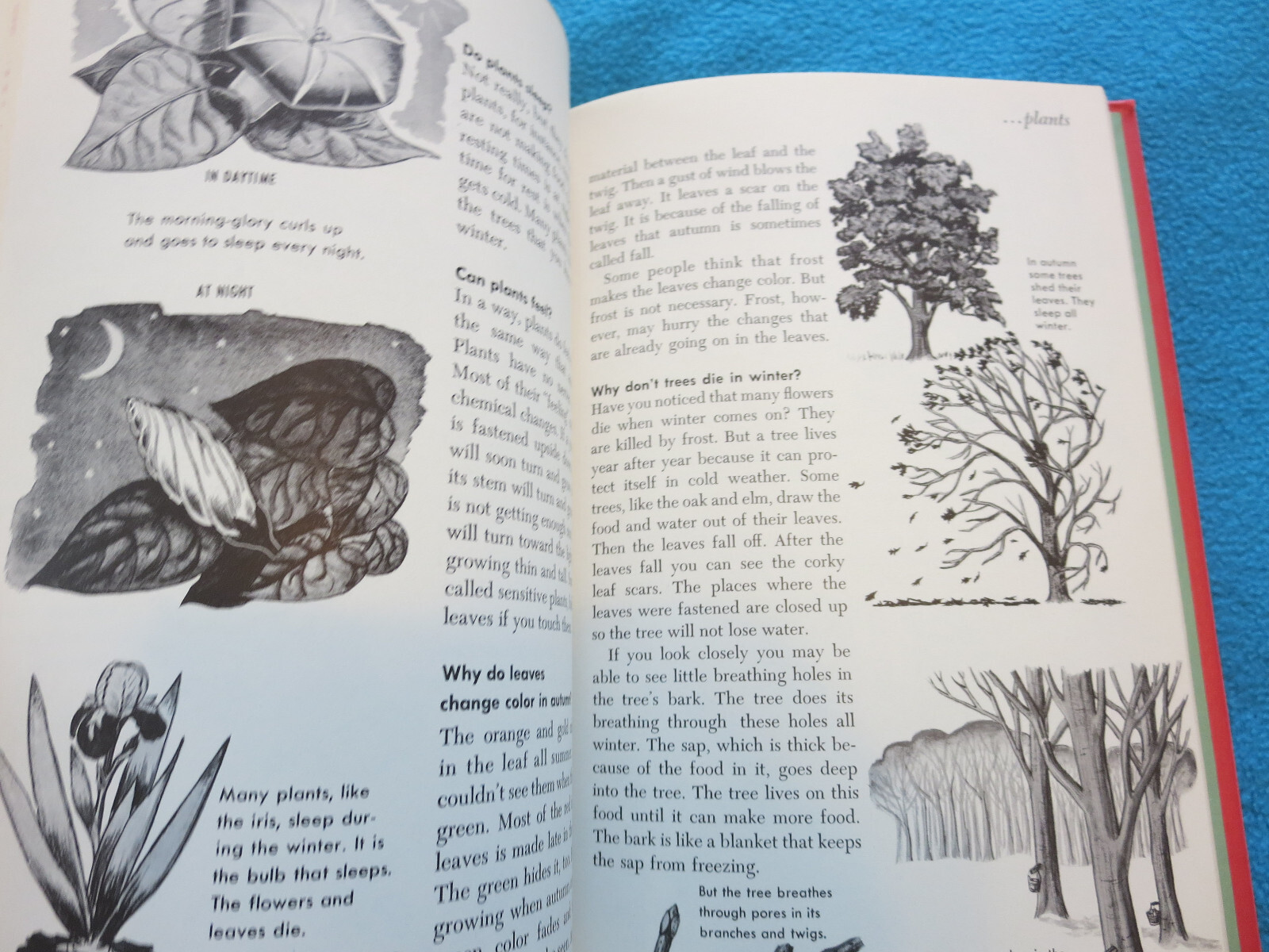 Words to Know Questions Children Ask VTG Home School Preschool