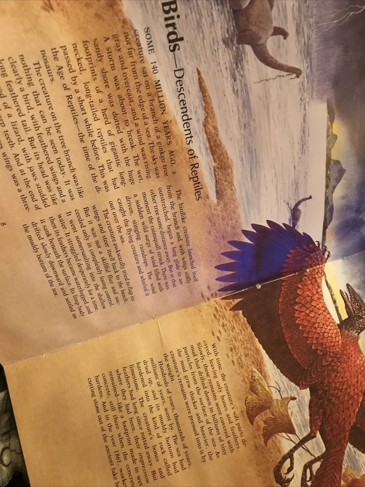 Album of Birds by Tom McGowen, Rod Ruth – Drawings & Color Illustration￼￼￼￼s