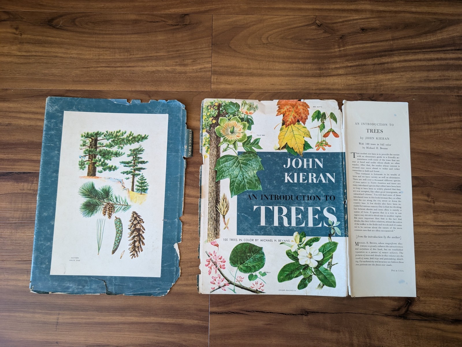 An Introduction To Trees by John Kieran 100 Trees In Color 1954 1ST EDITION