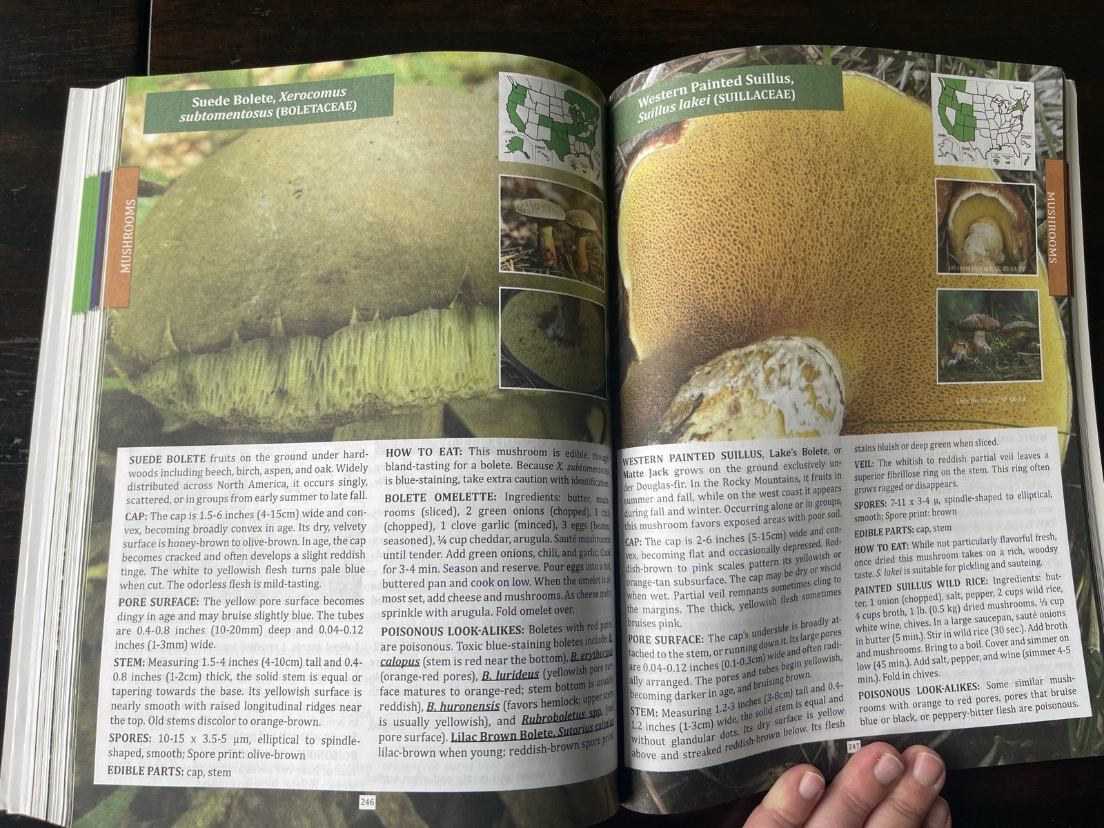 The Forager&rsquo;s Guide to Wild Foods North American Edition by Nicole Apelian