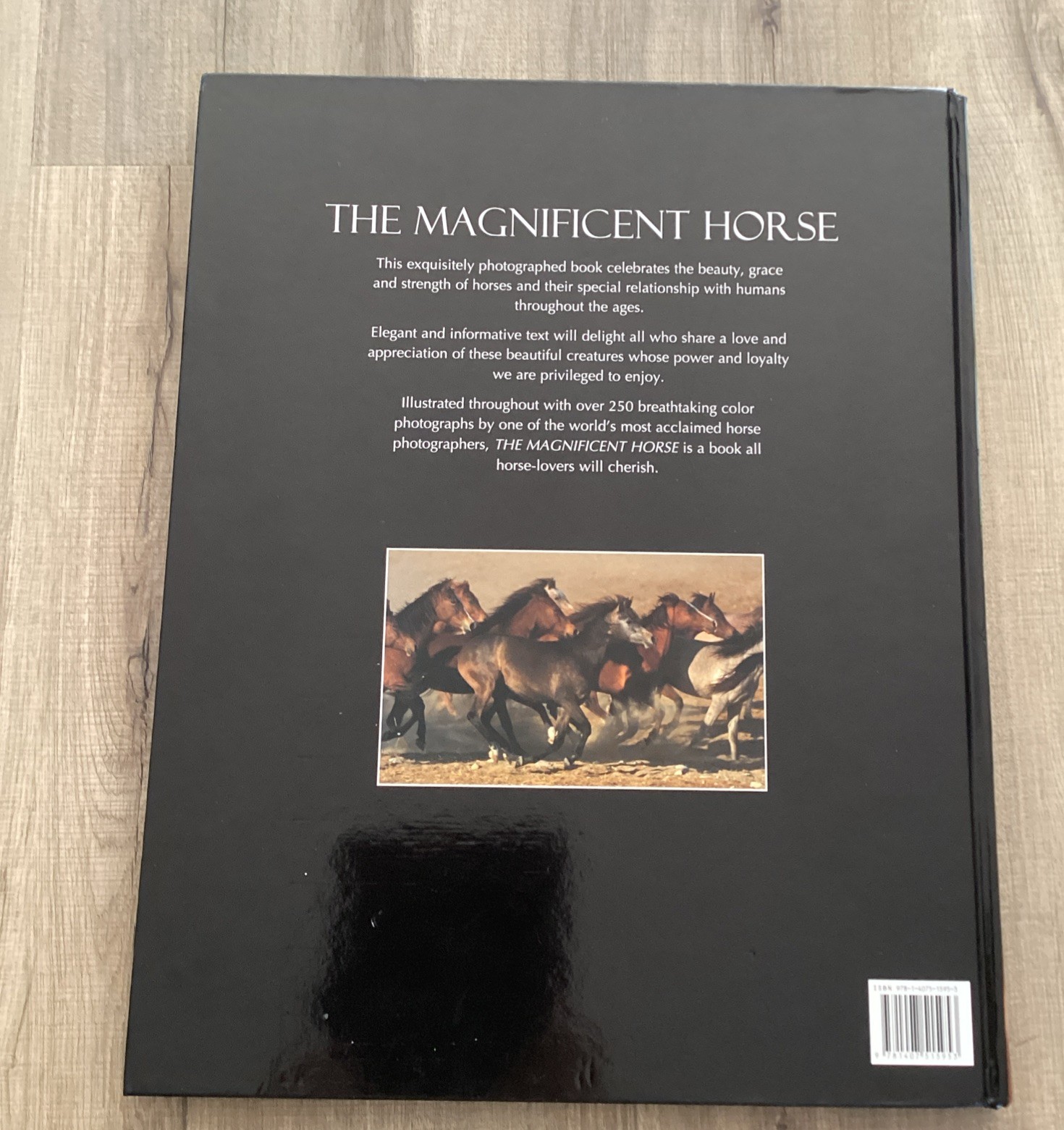 Magnificent Horse Large Book (Hardcover)
