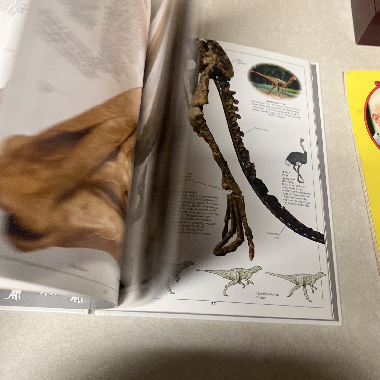 Dinosaur (Eyewitness Books) Hardcover-64 pages-1st Amer. Edition 1989–Very Good
