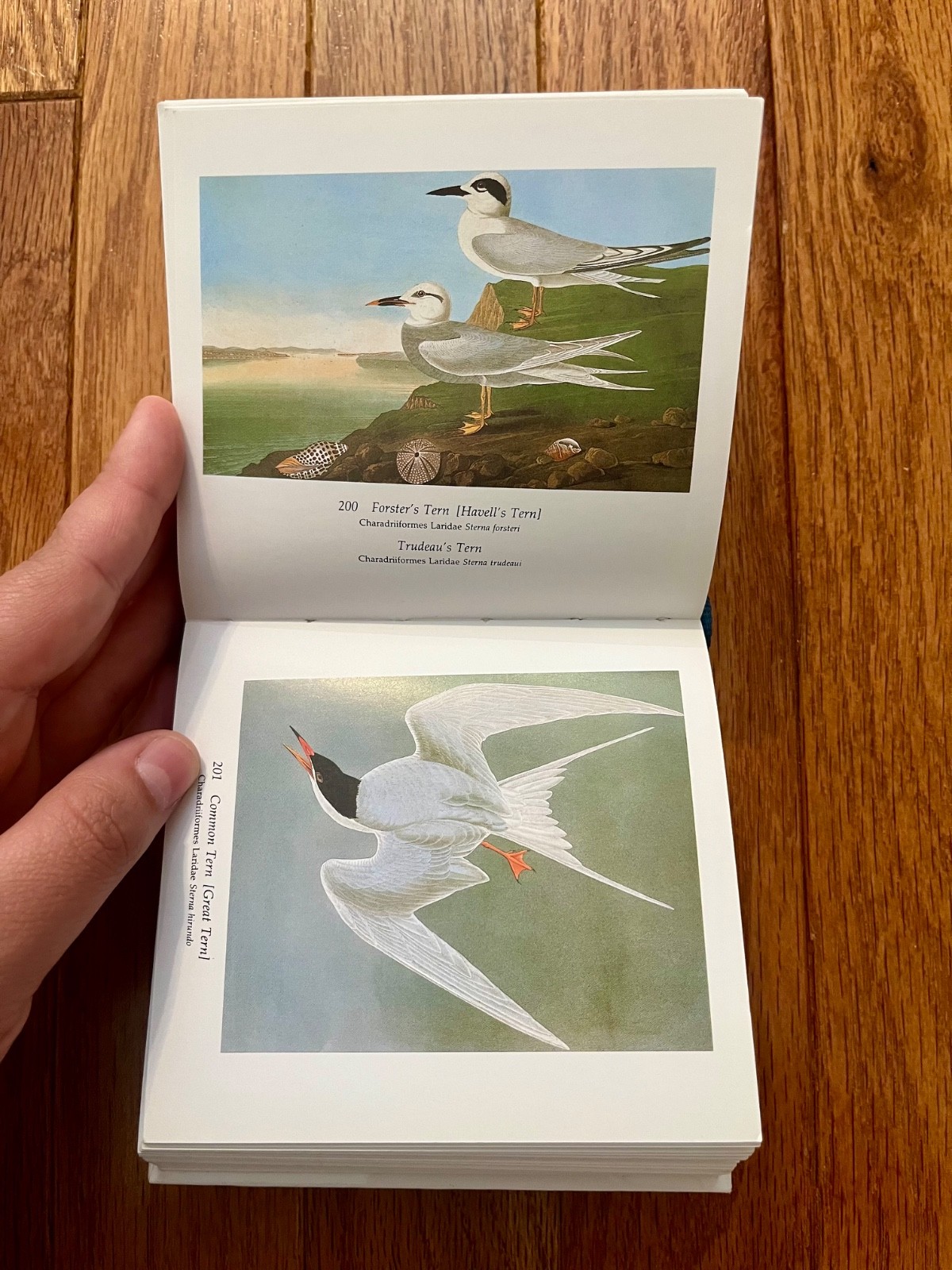 Audubon&rsquo;s Birds of America by Roger & Virginia Peterson (2005 HB) Tiny Folio