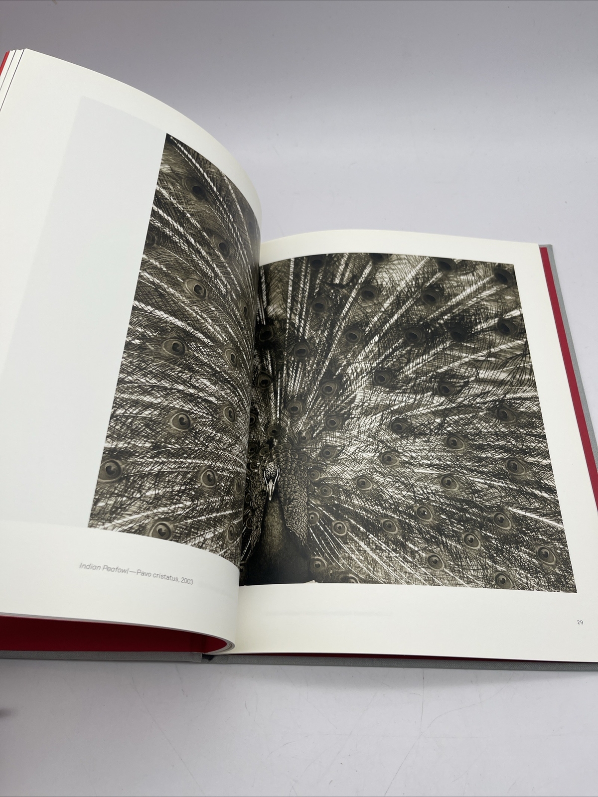 Henry Horenstein Selected Works – List Gallery, Swarthmore College 2019