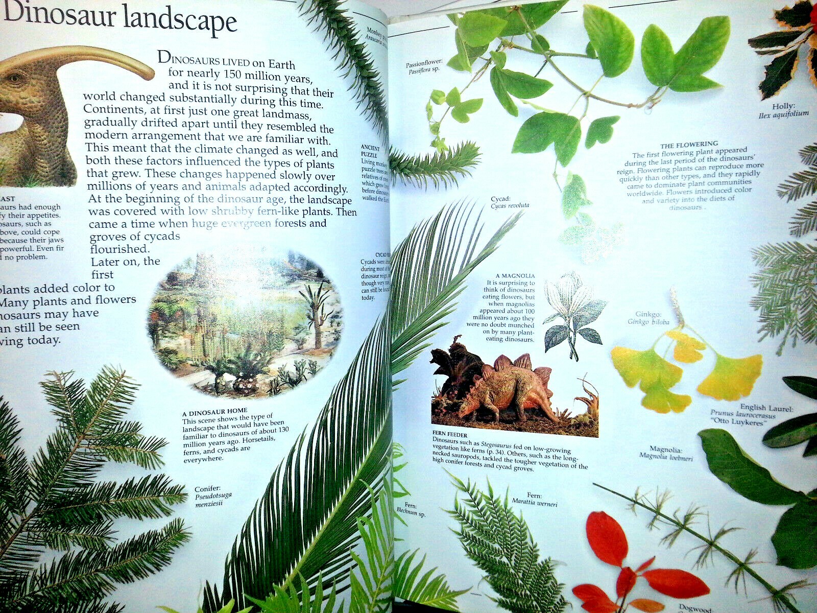 DINOSAUR EYEWITNESS BOOK HARDCOVER Homeschool BEHAVIOR HABITAT DISAPPEARANCE New