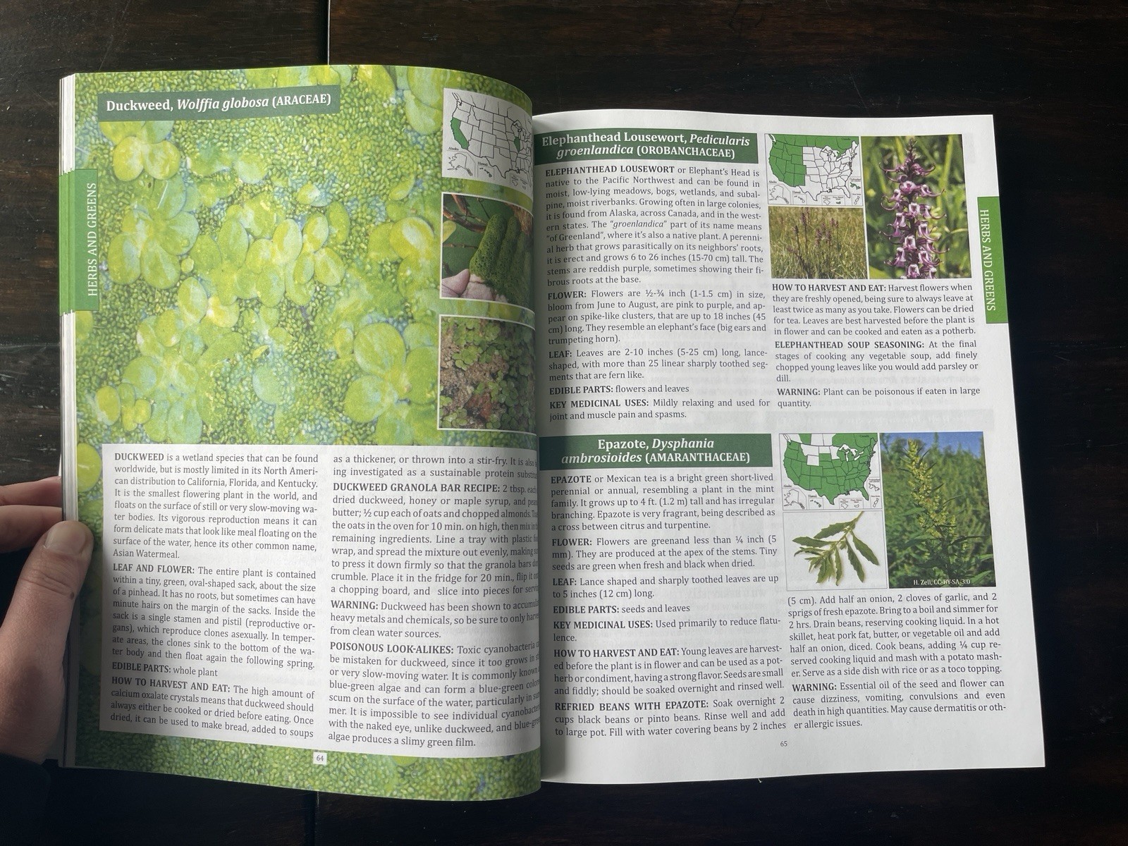 The Forager&rsquo;s Guide to Wild Foods North American Edition by Nicole Apelian