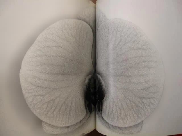 Nobuyoshi Araki « Erotos » Photo Book First edition Hardcover Japanese