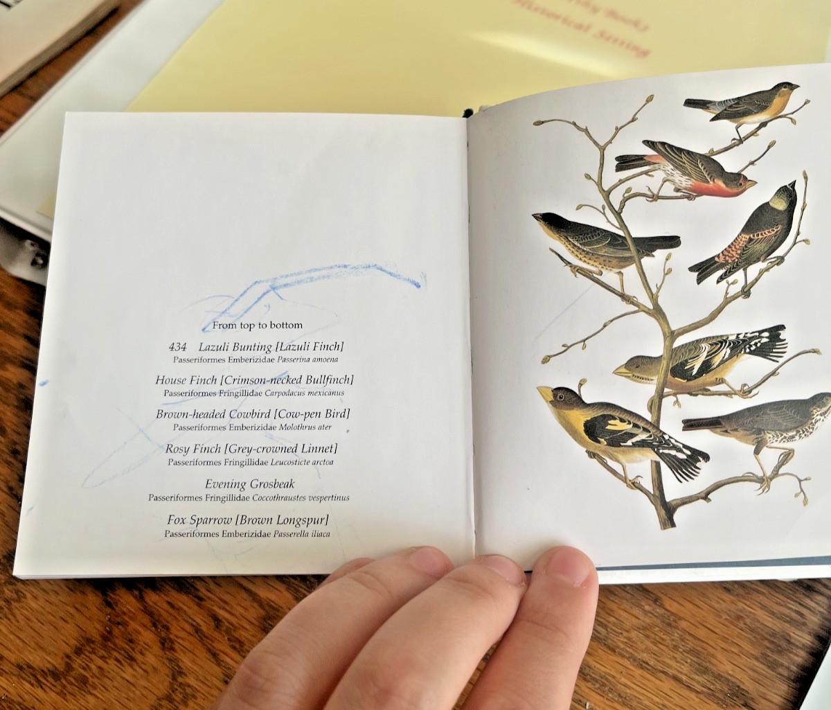 Audubon&rsquo;s Birds of America by Roger & Virginia Peterson (2005 HB) Tiny Folio