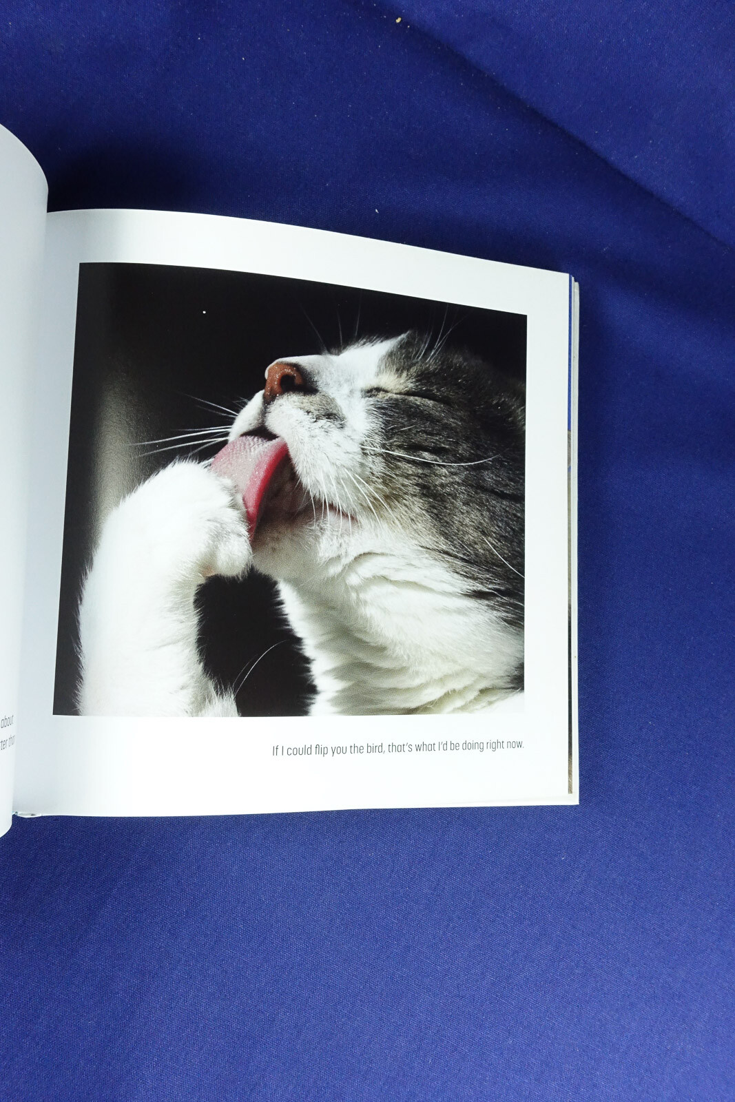 MY CAT IS A DICK Malcolm Katz FUNNY CAT PHOTOS BOOK