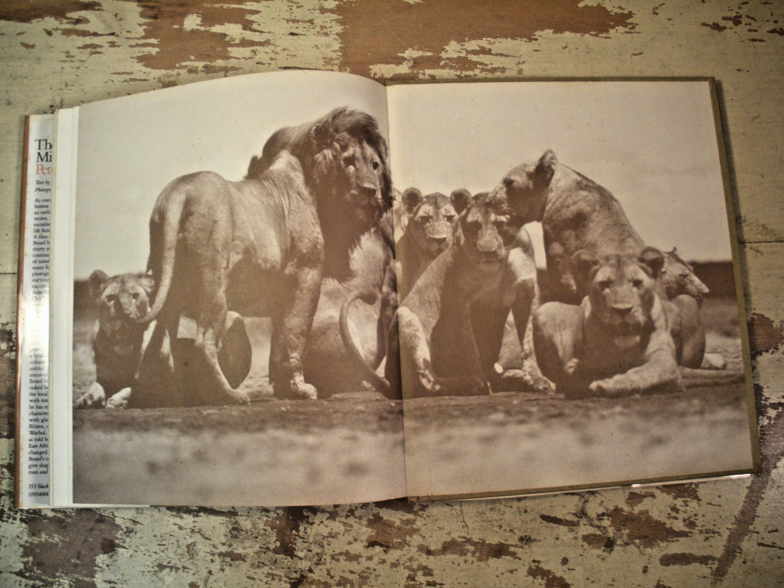 THE ADVENTURES AND MISADVENTURES OF PETER BEARD IN AFRICA 1993 HC/DJ 1st