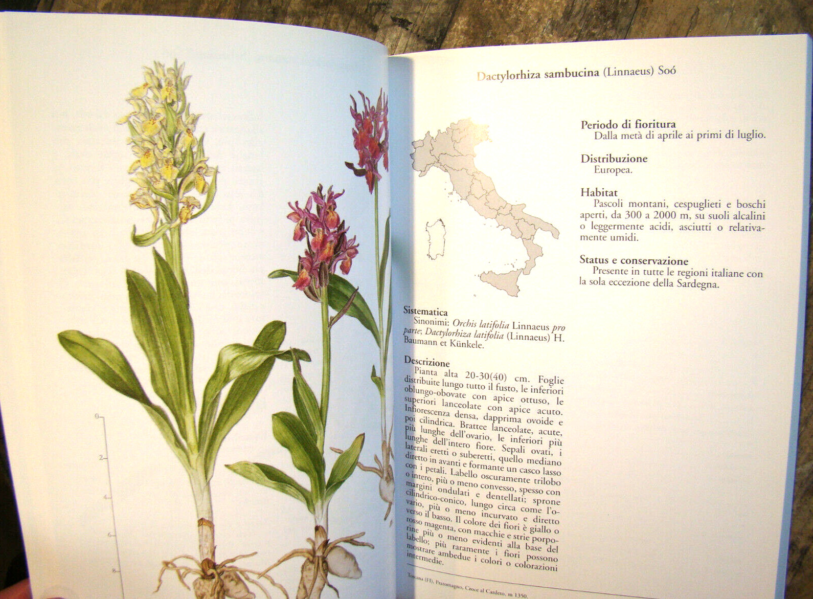 Orchidee d&rsquo;Italia ~2002 PB~ Rossi Floriculture Flowers Orchids of Italy & CD-ROM