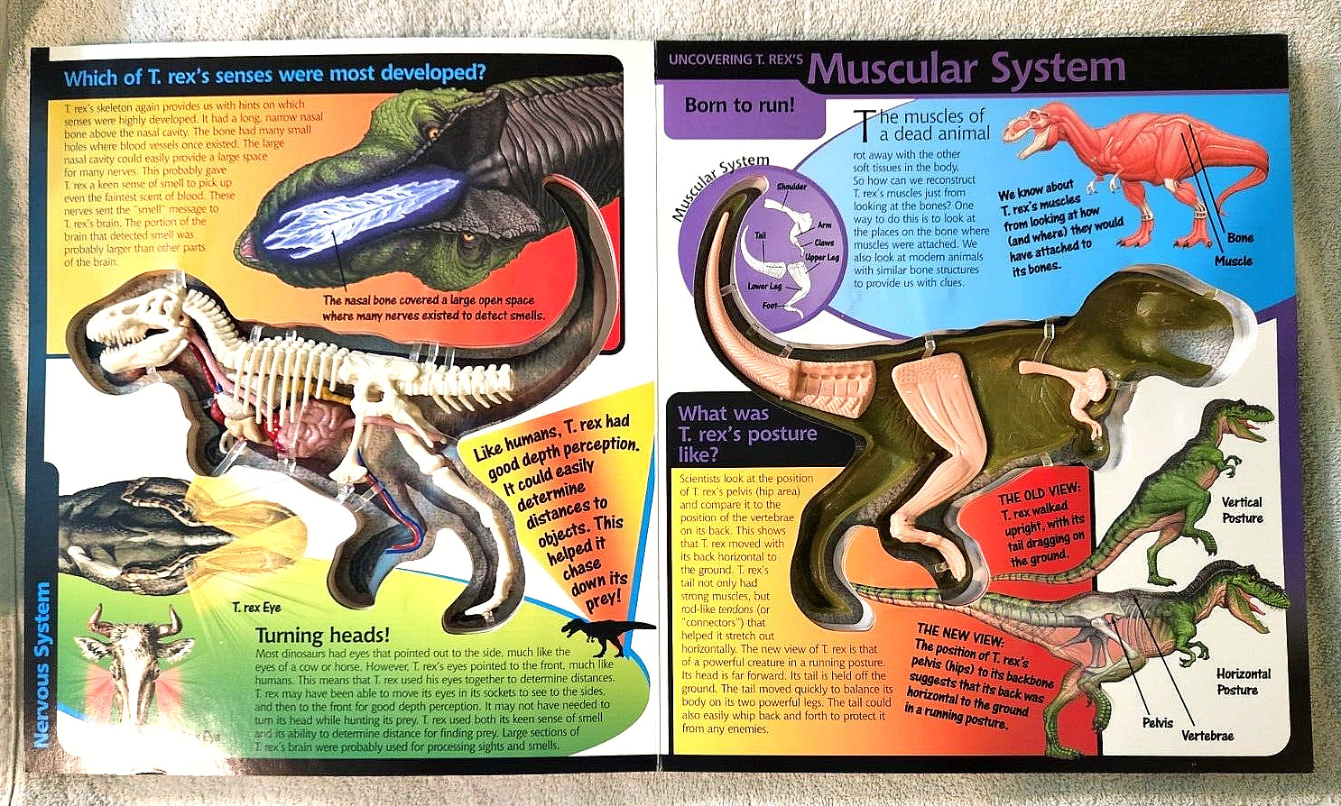 Take A Three-Dimensional Look Inside a T-Rex (2003 Readerlink Uncover Books Used