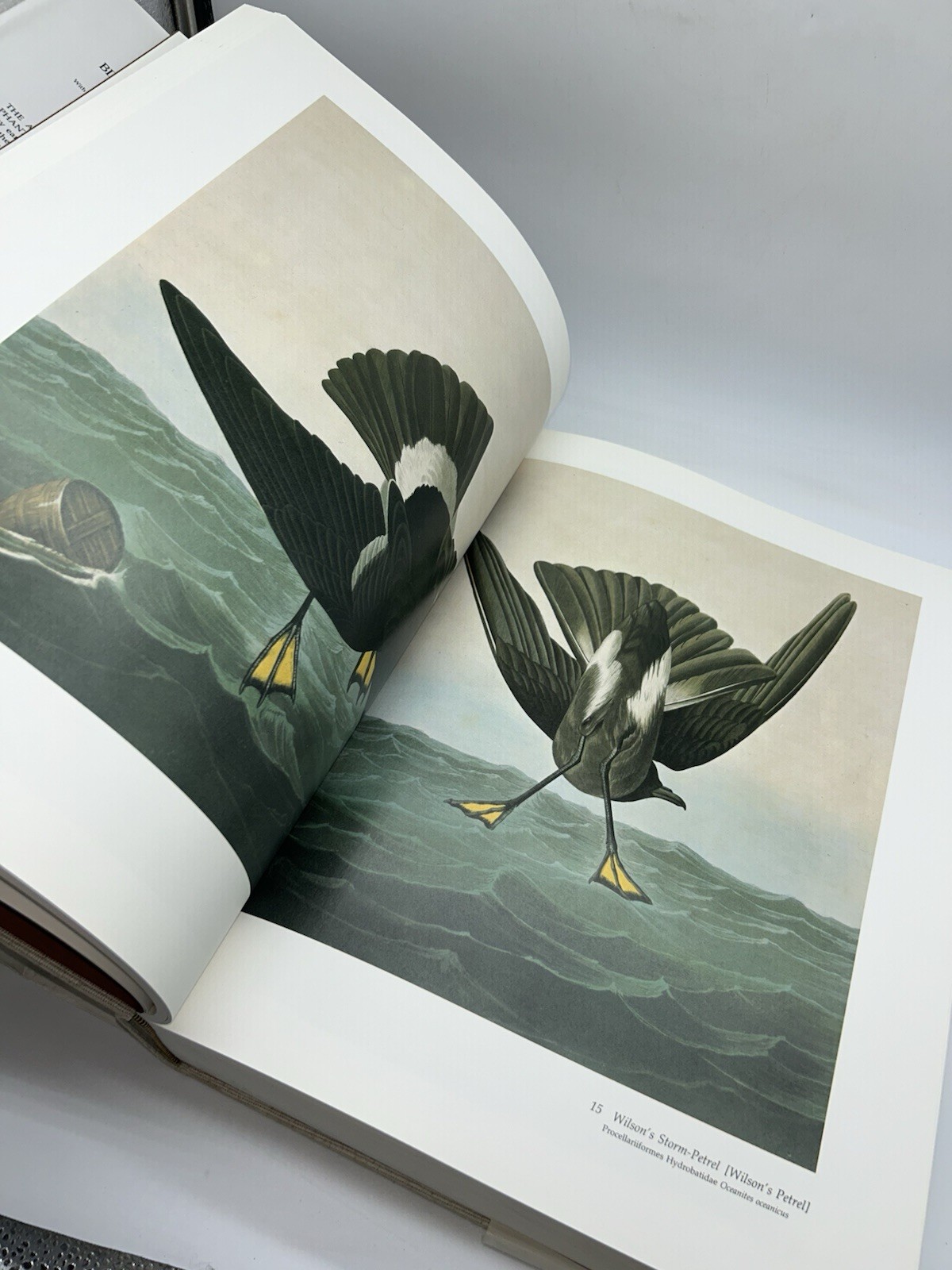 Audubon&rsquo;s Birds of America Peterson Harrison House Audubon Society 435 Pgs 5B
