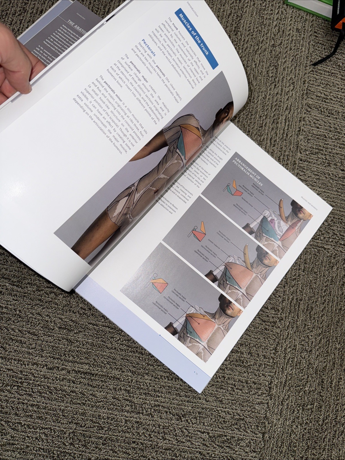 ANATOMY FOR ARTISTS: A VISUAL GUIDE TO THE HUMAN FORM By 3dtotal Publishing NEW