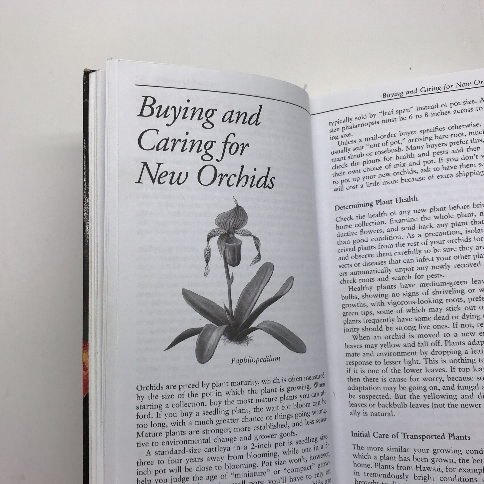Taylor&rsquo;s Guide to Orchids~1996~Judy White~Ex Library