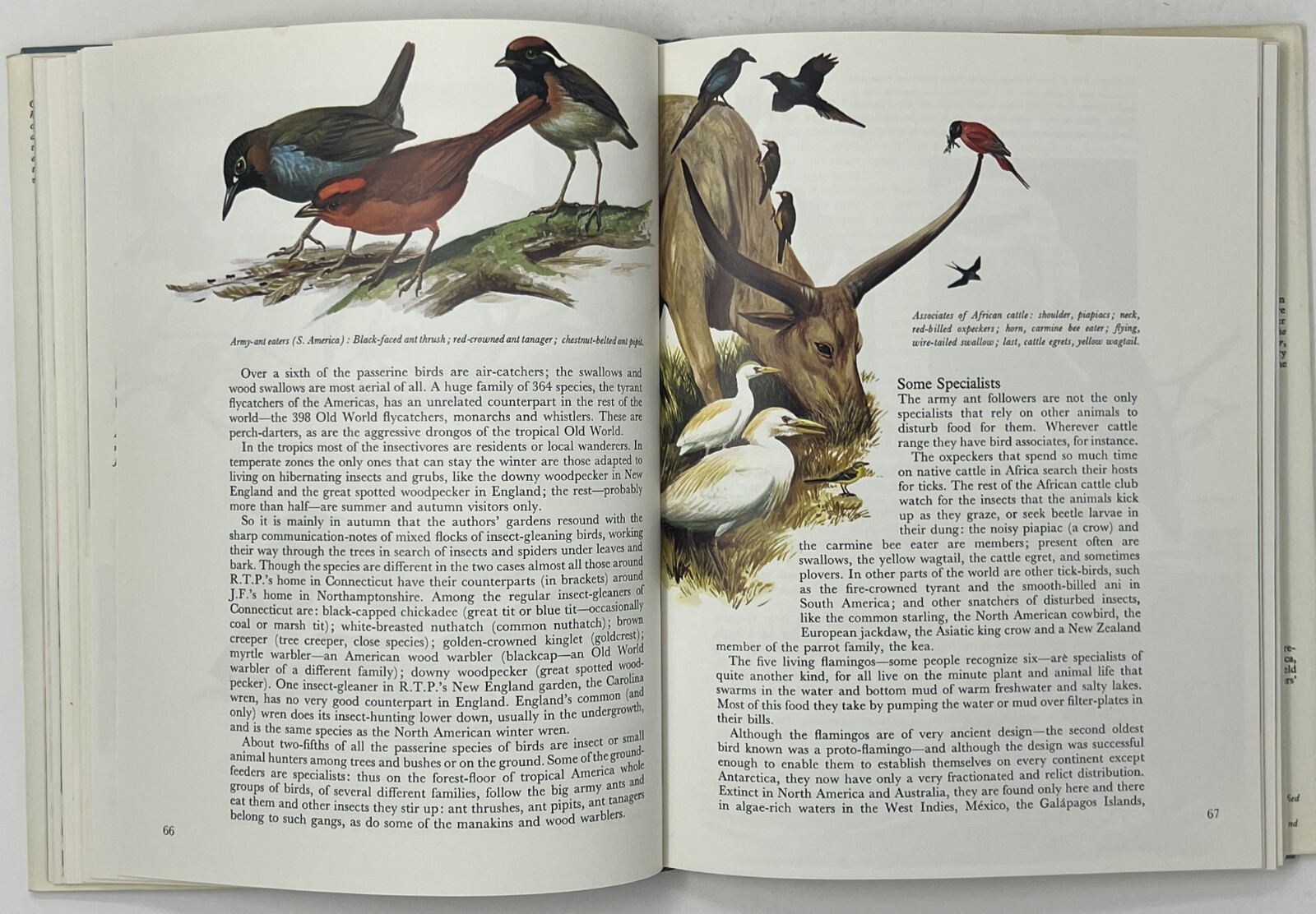 World Of Birds: New & Revised Ed. by James Fisher & Roger Tory Peterson HC w/ DJ