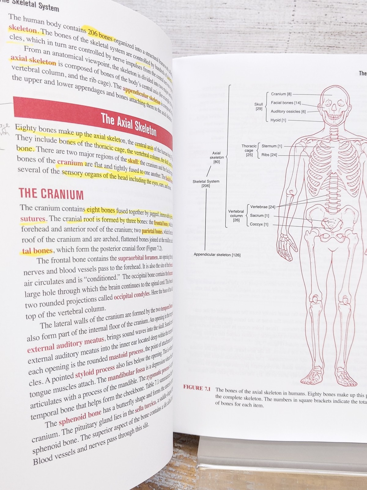 E-Z Anatomy and Physiology (Barron&rsquo;s Easy Way) Paperback Book