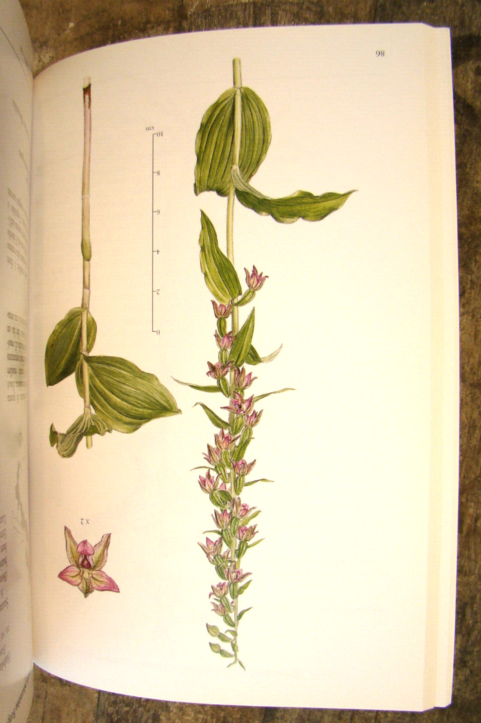 Orchidee d&rsquo;Italia ~2002 PB~ Rossi Floriculture Flowers Orchids of Italy & CD-ROM