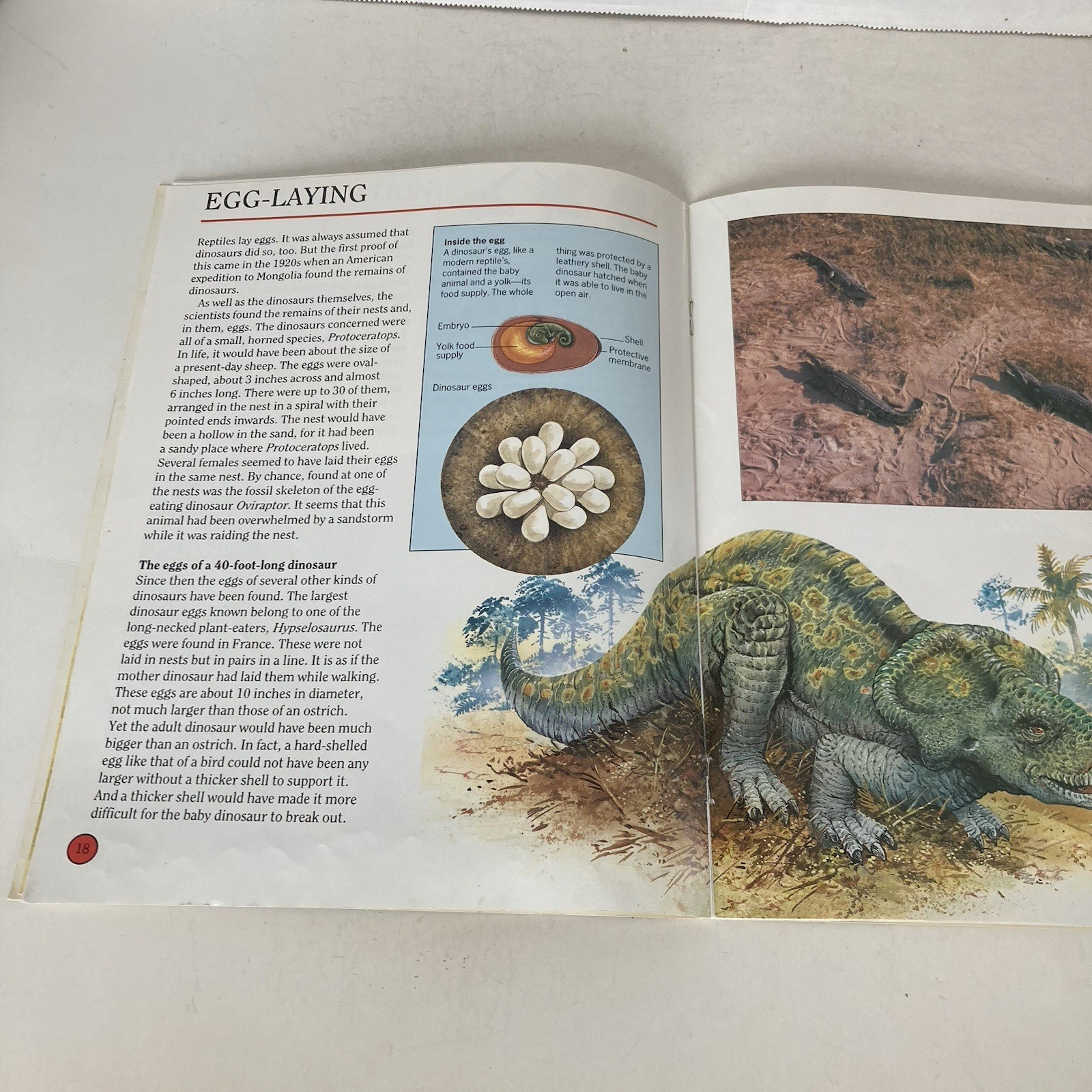Vintage 1993 DINOSAURS Dougal Dixon Lot of 5 Highlights Books for Children