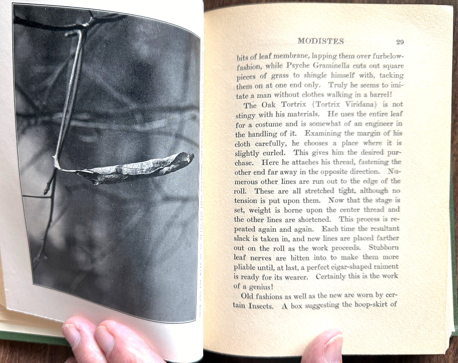 1924 1st Ed PERSONALITY of INSECTS by R. Dixon & B. Eddy HB/247pp/ILLUSTRATED