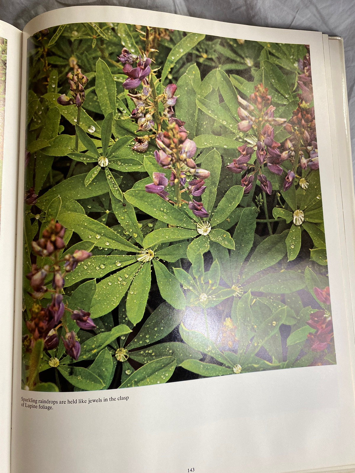The Cascade Range by Ray Atkeson HC DJ 1969