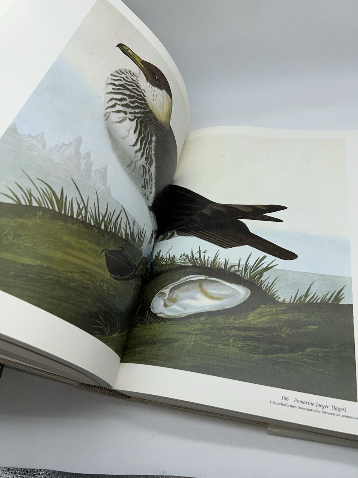 Audubon&rsquo;s Birds of America Peterson Harrison House Audubon Society 435 Pgs 5B