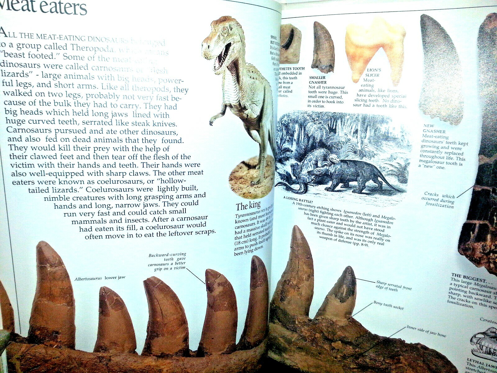 DINOSAUR EYEWITNESS BOOK HARDCOVER Homeschool BEHAVIOR HABITAT DISAPPEARANCE New