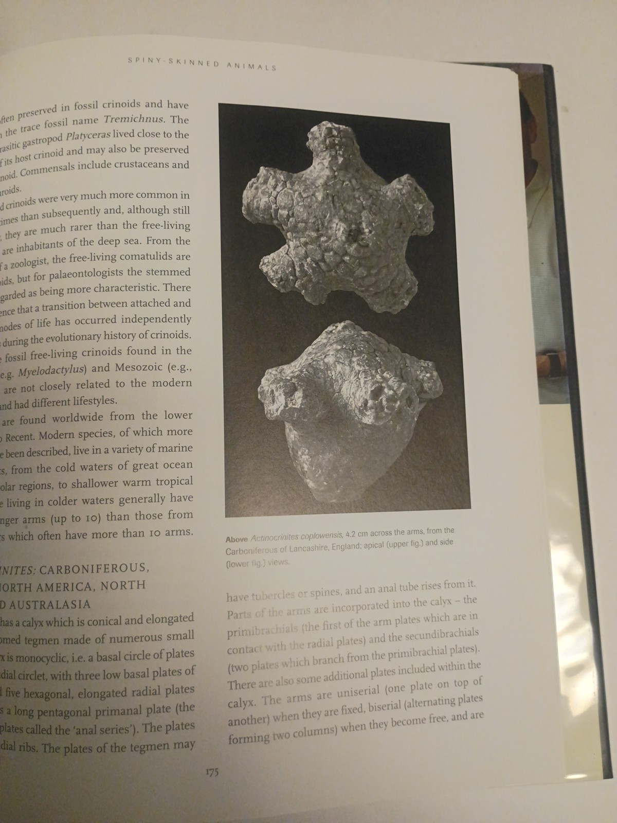 Fossil Invertebrates HC DJ Taylor, Paul D. and Lewis, David N. Harvard Universit