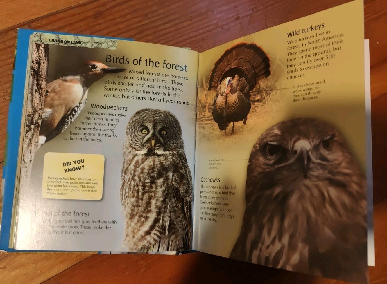 Mini Children&rsquo;s Reference Ser.: My First Animal Encyclopedia (2008, Hardcover)