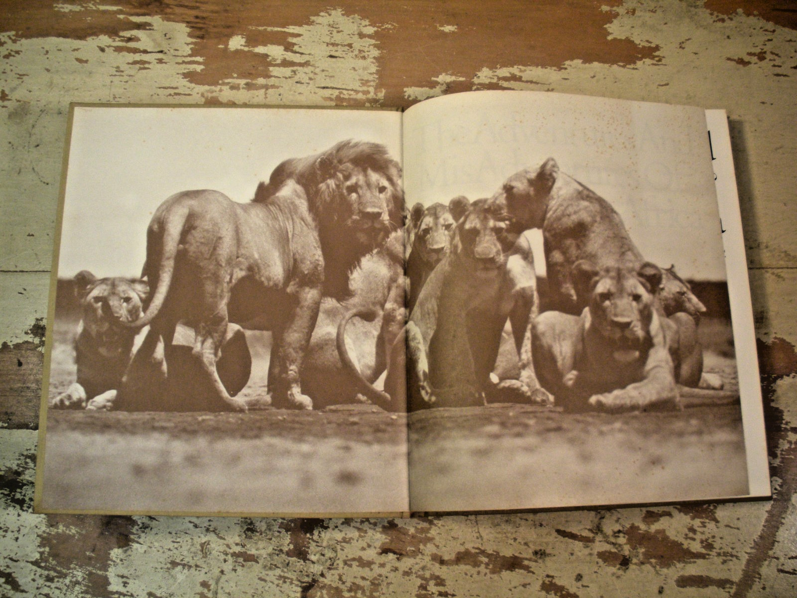 THE ADVENTURES AND MISADVENTURES OF PETER BEARD IN AFRICA 1993 HC/DJ 1st