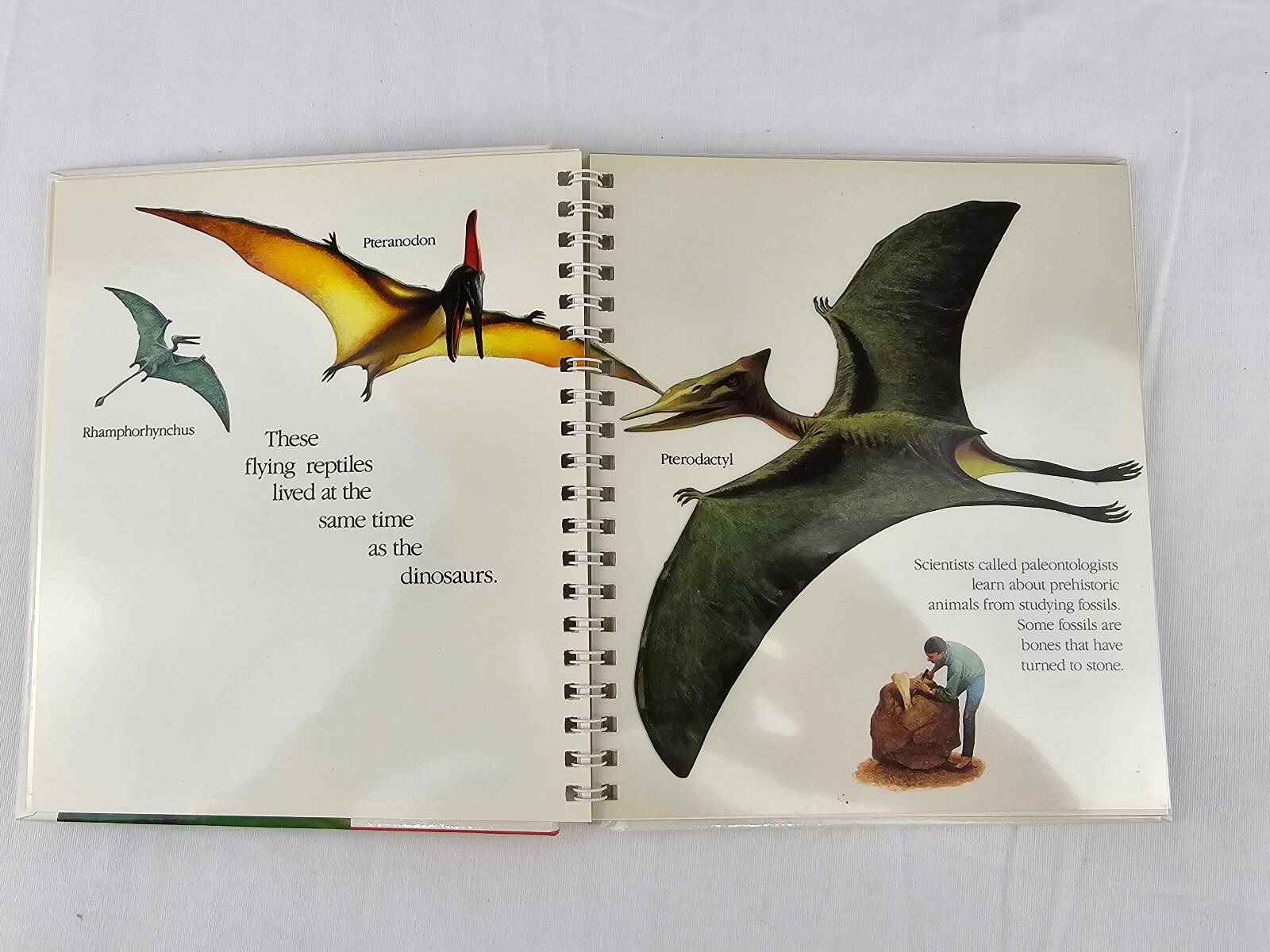 Dinosaurs A First Discovery Book & If The Dinosaurs Came Back by Bernard Most