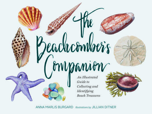 The Beachcomber&rsquo;s Companion: An Illustrated Guide to Collecting and Ident – GOOD
