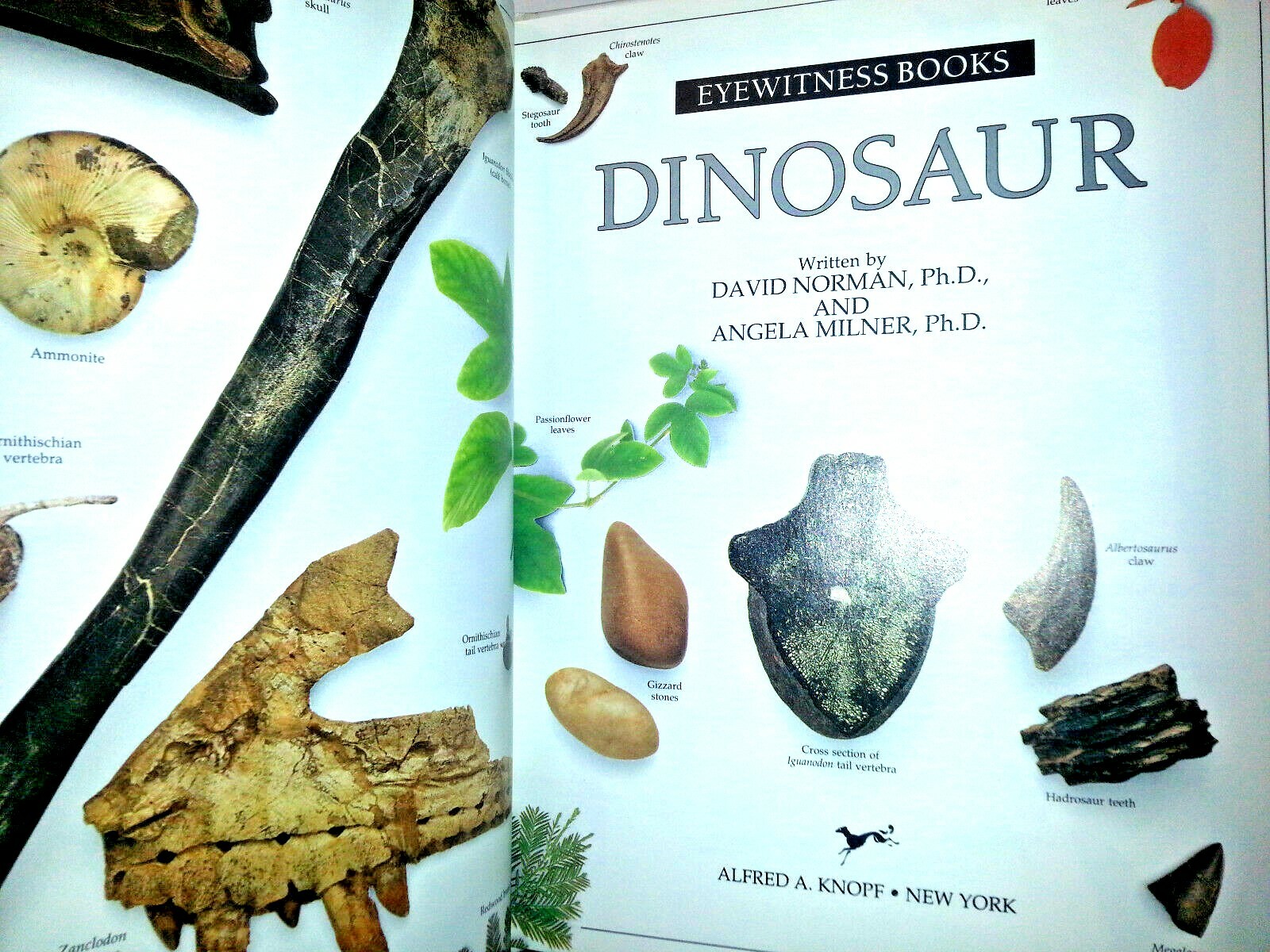 DINOSAUR EYEWITNESS BOOK HARDCOVER Homeschool BEHAVIOR HABITAT DISAPPEARANCE New