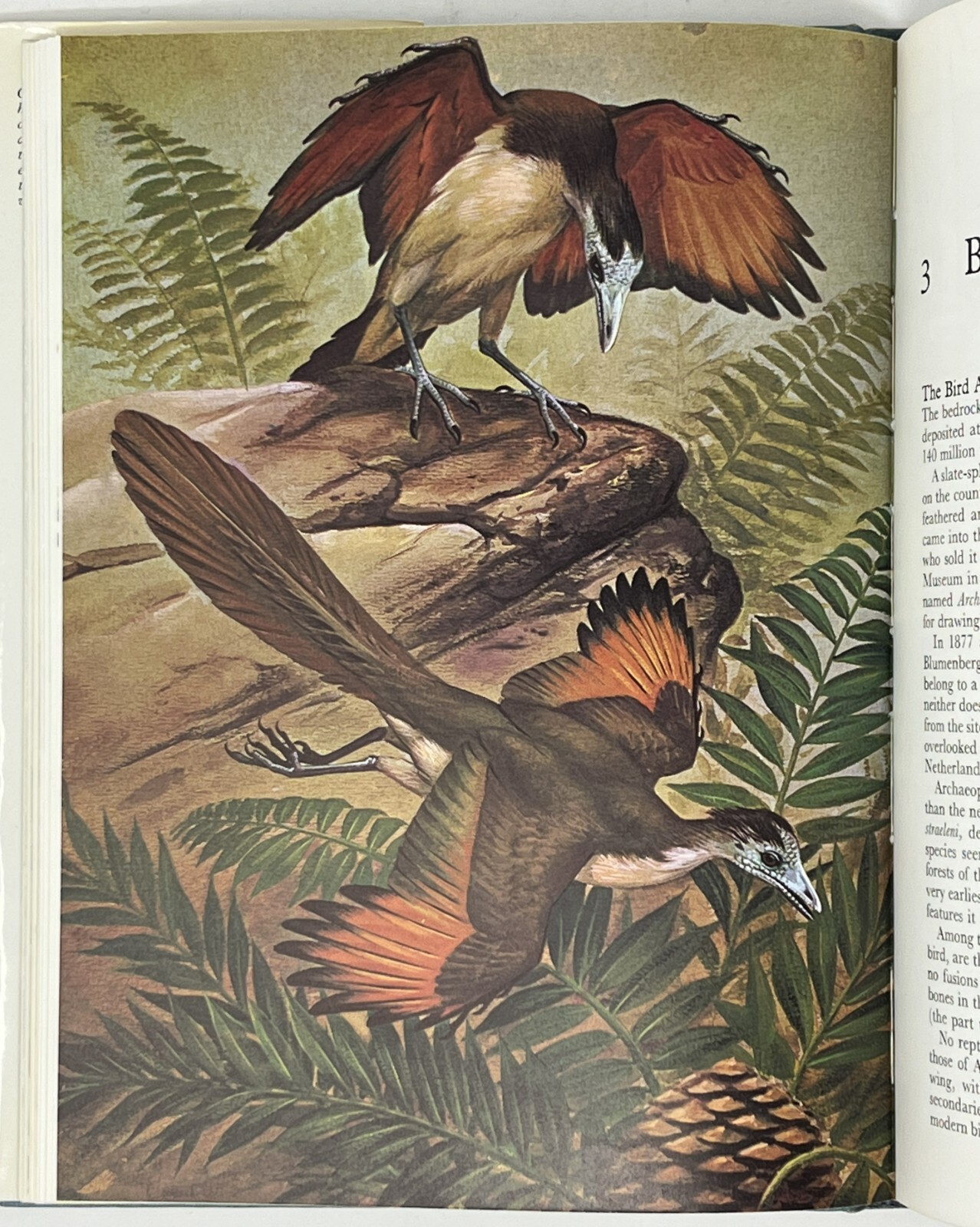 World Of Birds: New & Revised Ed. by James Fisher & Roger Tory Peterson HC w/ DJ