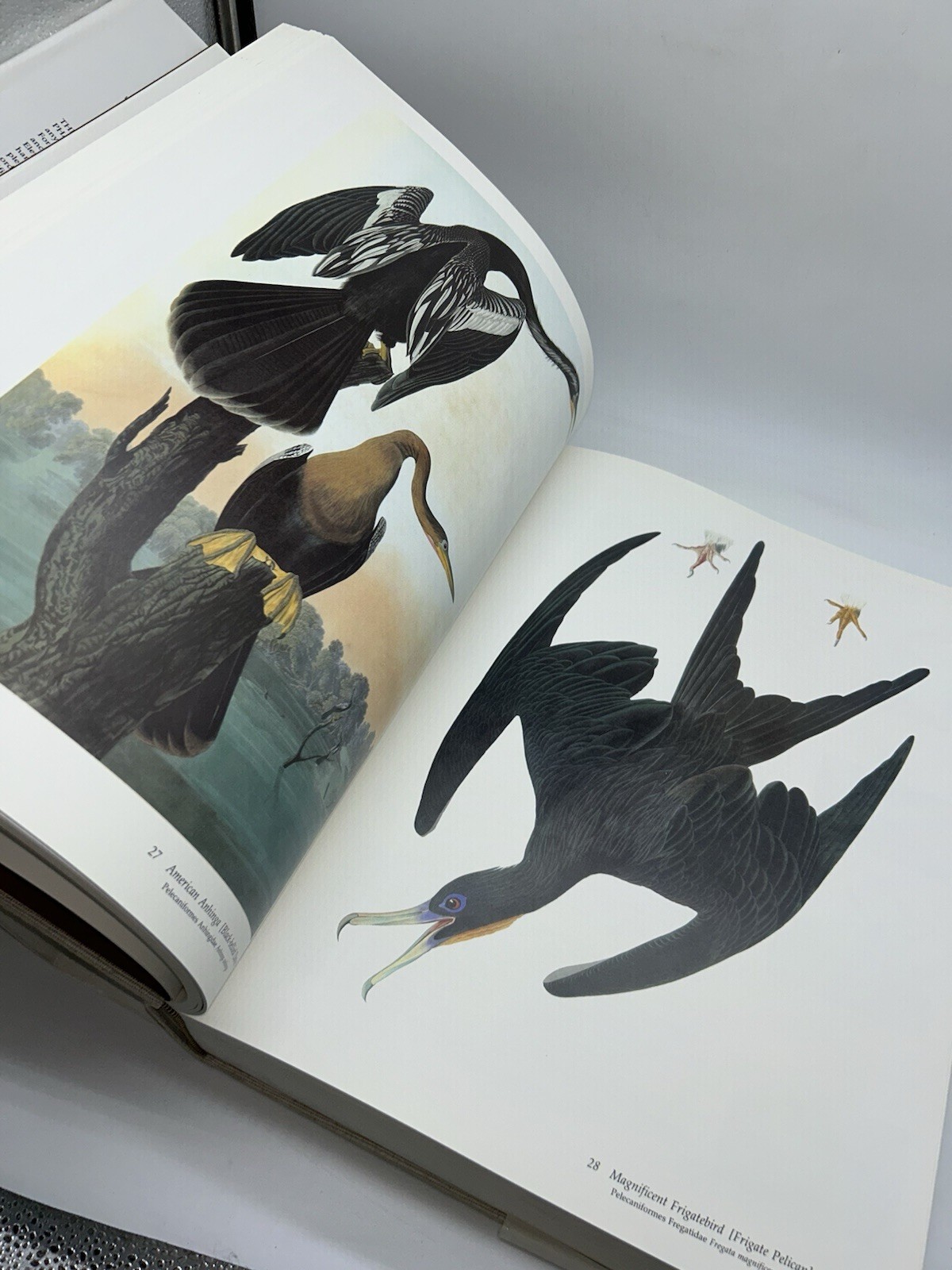 Audubon&rsquo;s Birds of America Peterson Harrison House Audubon Society 435 Pgs 5B