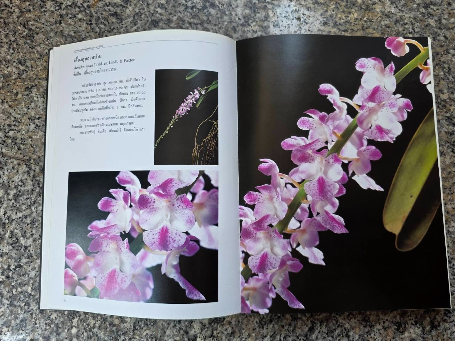 Hardcover book featuring all  » Thai orchids.  » ( Hardcover)